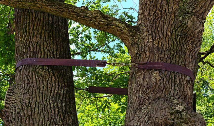 Tree Cabling